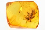 Large, Detailed Fossil Ant (Dolichoderinae) In Baltic Amber #273349-1